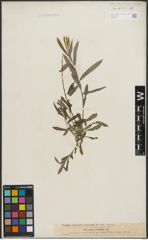 Foto von Salix purpurea L.